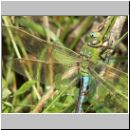 Anax imperator - Grosse Koenigslibelle m04.jpg